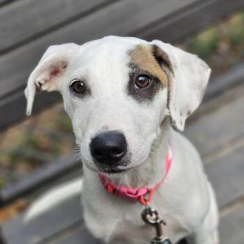 Border Collie and Mixed Breed Dogs Available for Adoption in Lakeland, Florida - Lady | PetCurious