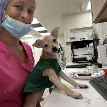 Milo -  Chihuahua and Jack Russell Terrier Dog for Adoption in Palm Coast, Florida - Milo | PetCurious