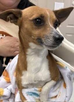 Mixed Breed Dogs Available for Adoption in Maryville, Tennessee - Jacob | PetCurious