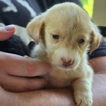 Edward -  Mixed Breed Dog for Adoption in Bentonville, Arkansas - Edward | PetCurious