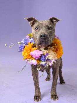 Victoria -  Mixed Breed Dog for Adoption in Atlanta, Georgia - Victoria | PetCurious