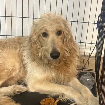 Standard Poodle and Labrador Retriever Dogs Available for Adoption in East St. Louis, Illinois - Chrome | PetCurious