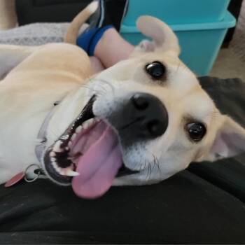 Goldie -  Retriever and Yellow Labrador Retriever Dog for Adoption in Seguin, Texas - Goldie | PetCurious