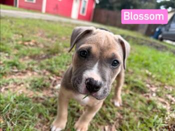 Blossom -  Pit Bull Terrier Dog for Adoption in Semmes, Alabama - Blossom | PetCurious