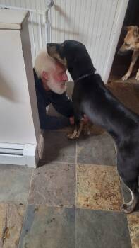 Shepherd Dogs Available for Adoption in Salt Lake City, Utah - Wattsinn | PetCurious