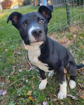 Rescue Retriever Dogs for Adoption in Lake Wylie, South Carolina - Indy 2 | PetCurious