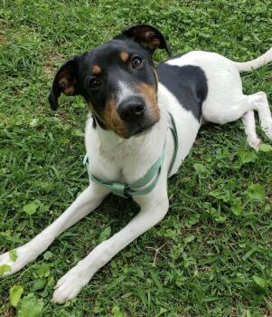Hound and Terrier Dogs Available for Adoption in Calera, Alabama - Kermit | PetCurious