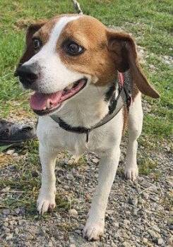 Buck -  Beagle Dog for Adoption in Evergreen, Colorado - Buck | PetCurious