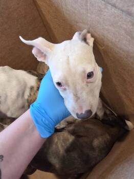 Nate -  Mixed Breed Dog for Adoption in Bossier City, Louisiana - Nate | PetCurious