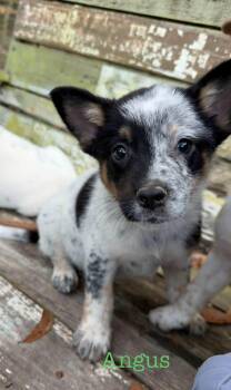 Angus -  Australian Cattle Dog Blue Heeler Dog for Adoption in Semmes, Alabama - Angus | PetCurious
