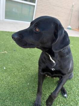 Hallie -  Labrador Retriever and English Pointer Dog for Adoption in Newport, New Hampshire - Hallie | PetCurious