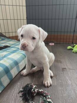 Labradoodle and American Staffordshire Terrier Dogs Available for Adoption in Muskego, Wisconsin - Almond The Labrdadoodle/Terrier Mix Puppy | PetCurious