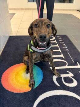 Marbles -  Plott Hound and Mixed Breed Dog for Adoption in Daphne, Alabama - Marbles | PetCurious