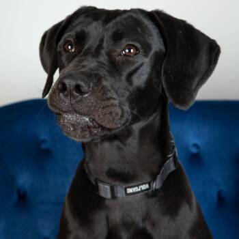 Great Dane and Black Labrador Retriever Dogs Available for Adoption - Ninja | PetCurious