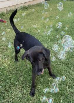 Rescue Terrier Dogs for Adoption in VERNON ROCKVL, Connecticut - Andy | PetCurious