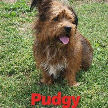 Pudgy -  Mixed Breed Dog Available for Adoption in Matteson, Illinois - Pudgy | PetCurious