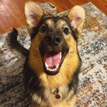Stella -  Shepherd and Mixed Breed Dog for Adoption in San Francisco, California - Stella | PetCurious