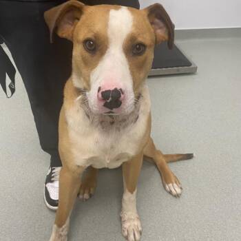 Mixed Breed Dogs Available for Adoption in Abilene, Texas - Jimmy Choo | PetCurious