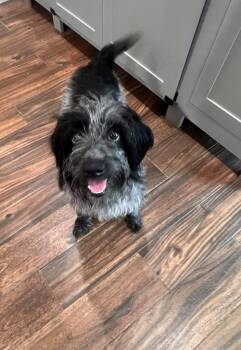 Rescue Wirehaired Pointing Griffon Dogs for Adoption in Colleyville, Texas - Fifi | PetCurious