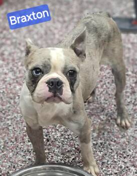 Braxton -  Boston Terrier Dog for Adoption in Wheelersburg, Ohio - Braxton | PetCurious