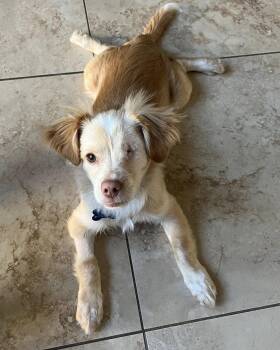 Noli -  Chihuahua and Spaniel Dog for Adoption in Corona, California - Noli | PetCurious
