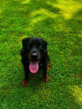 Yoda -  Rottweiler Dog for Adoption in Monticello, New York - Yoda | PetCurious