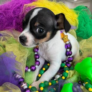 Chihuahua Dogs Available for Adoption - Orpheus | PetCurious