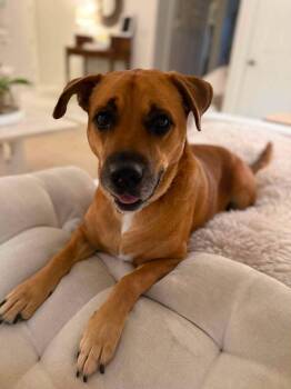Black Mouth Cur and Rhodesian Ridgeback Dogs Available for Adoption in Pass Christian, Mississippi - Delilah "Lila" | PetCurious
