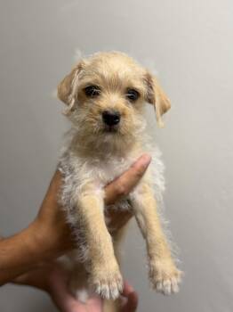 Frankie -  Yorkie Poo and Terrier Dog for Adoption in San Diego, California - Frankie | PetCurious