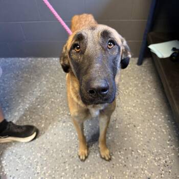 TUSC-Stray-84746 -  Shepherd and Mixed Breed Dog for Adoption in Tuscaloosa, Alabama - TUSC-Stray-84746 | PetCurious