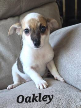 Chester and Oakley -  Chihuahua and Jack Russell Terrier Dog for Adoption in Armada, Michigan - Chester And Oakley | PetCurious