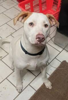 Pit Bull Terrier and Mixed Breed Dogs Available for Adoption in Klamath Falls, Oregon - Winston | PetCurious