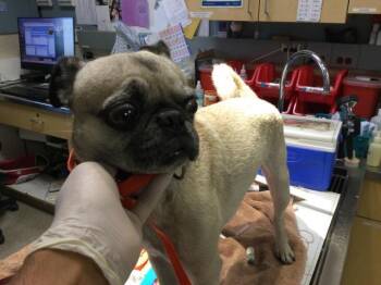 WINSTON -  Pug Dog for Adoption in Riverside, California - WINSTON | PetCurious