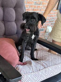 Gilbert Grape. (15 lbs of LOVE) -  Miniature Schnauzer Dog for Adoption in Mobile, Alabama - Gilbert Grape. (15 Lbs Of LOVE) | PetCurious