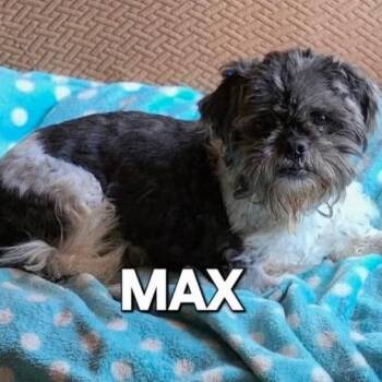 Mad Max -  Shih Tzu Dog for Adoption in Tunkhannock, Pennsylvania - Mad Max | PetCurious