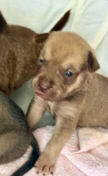 Nacho Bellgrande -  Black Mouth Cur Dog for Adoption in Silsbee, Texas - Nacho Bellgrande | PetCurious