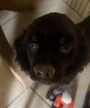 ANGUS -  Cocker Spaniel Dog for Adoption in Phoenix, Arizona - ANGUS | PetCurious