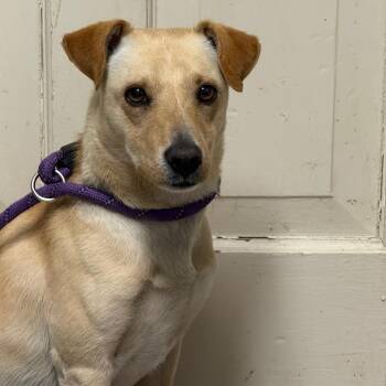 Chihuahua and Dachshund Dogs Available for Adoption in Waldorf, Maryland - Twinkie | PetCurious