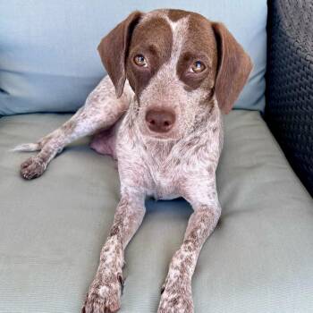 Tiara -  Chihuahua Dog for Adoption in Mead, Colorado - Tiara | PetCurious