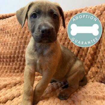 Princess Belle -  Mixed Breed Dog for Adoption in Janesville, Wisconsin - Princess Belle | PetCurious