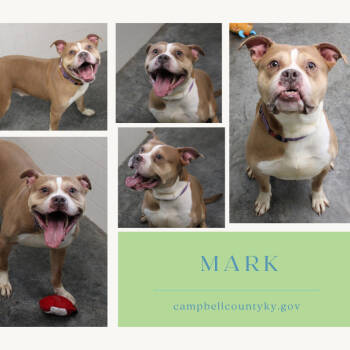 Rescue Mixed Breed and American Bulldog Dogs for Adoption in Melbourne, Kentucky - Mark | PetCurious