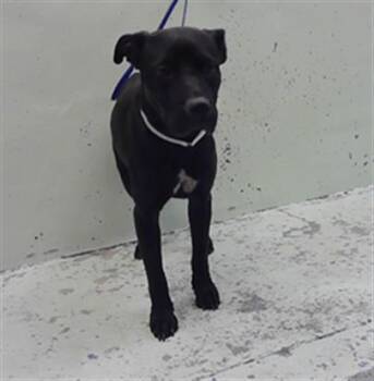 A2089675 -  Labrador Retriever and Mixed Breed Dog for Adoption in Houston, Texas - A2089675 | PetCurious