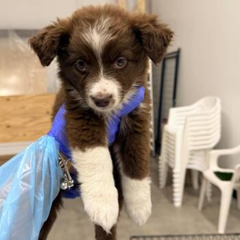 Kit -  Australian Shepherd Dog for Adoption in La Grange, Kentucky - Kit | PetCurious