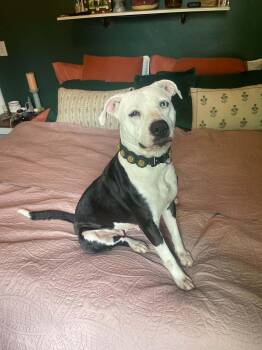 Karma -  American Staffordshire Terrier and Australian Shepherd Dog for Adoption in Clinton, Wisconsin - Karma | PetCurious