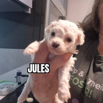 Bichon Frise Dogs Available for Adoption in Olympia, Washington - Jules | PetCurious