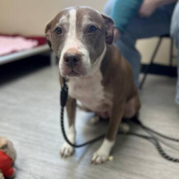 Mixed Breed Dogs Available for Adoption - Koko | PetCurious