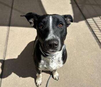 Pit Bull Terrier and Mixed Breed Dogs Available for Adoption in Martinez, California - DORIS | PetCurious