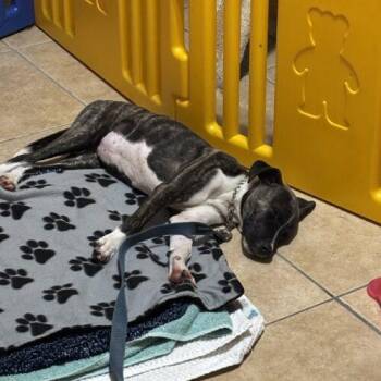 Roxy -  Mixed Breed and Pit Bull Terrier Dog for Adoption in Tampa, Florida - Roxy | PetCurious