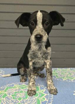 Barnaby - foster needed -  Australian Cattle Dog Blue Heeler and Australian Shepherd Dog for Adoption in New York, New York - Barnaby - Foster Needed | PetCurious