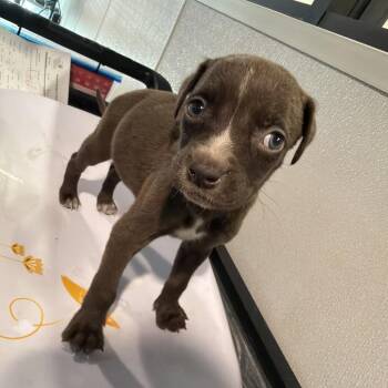 Salah -  Black Mouth Cur Dog for Adoption in Tampa, Florida - Salah | PetCurious